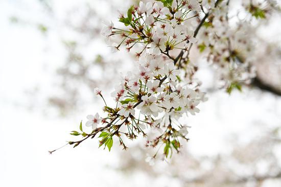Ȧ ῵Z50mm F1.2