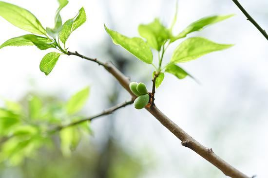 Ȧ ῵Z50mm F1.2