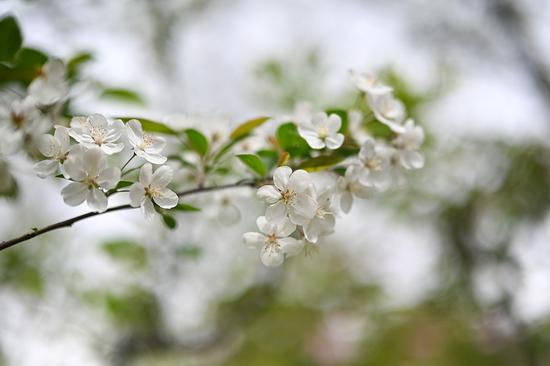 Ȧ ῵Z50mm F1.2