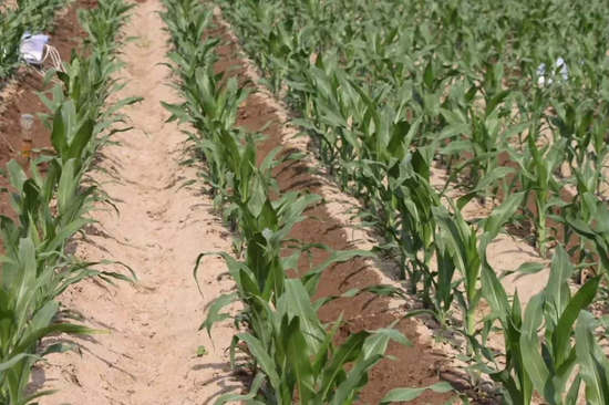 玉米隔沟交替灌溉技术（图片来源：作者提供）