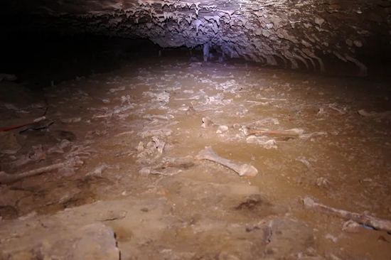 在毛利人居住过的洞穴遗址中,发现了大量的恐鸟骨骼 | Ancientnz / Wikimedia Commons