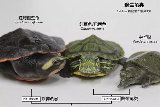 天下龟鳖是一家，来源于同一祖先。图片来源：thenode.biologists.com