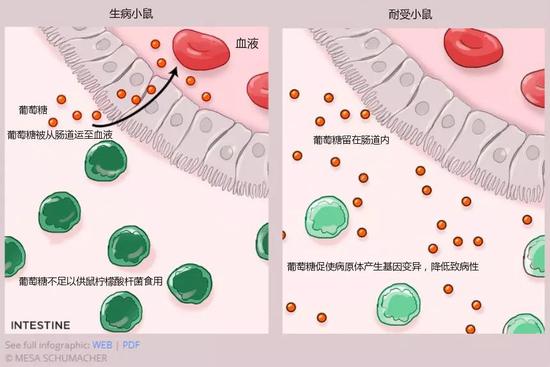 图4:研究人员在一次试验中发现,被鼠柠檬酸杆菌(Citrobacter rodentium)感染后,小鼠小肠中产生的葡萄糖(glucose)会被上皮细胞吸收,然后释放到血液中。这样一来,病原体缺乏养分,针对入侵细菌的免疫反应会更加激烈,并最终导致宿主死亡。而当小鼠被喂食富含铁的食物后,葡萄糖不再轻易被肠道吸收,而是留在肠道内供病原体食用。此时,葡萄糖会促使病原体产生基因变异,降低致病性,最终与机体和平共处(Cell, 175:146–58.e15, 2018)图/MESA SCHUMACHER