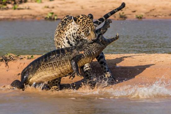 美洲豹捕杀凯门鳄 （图片来自网络）
