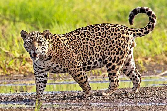 美洲豹Panthera onca（图片来自网络）