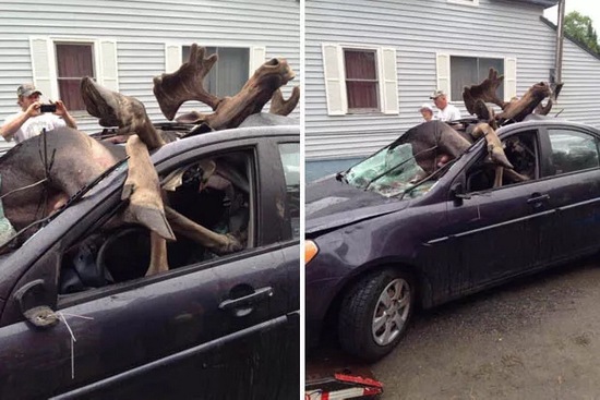 汽车撞击驯鹿事故 | https://www.dailystar.co.uk/news/latest-news/388617/Moose-hits-head-on-into-car