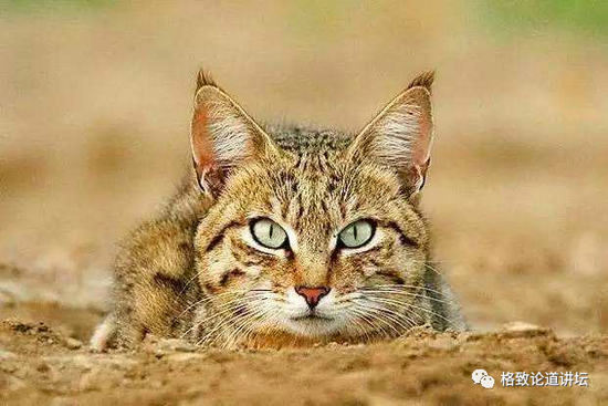 你们家高冷的猫主子，竟来源于荒漠古埃及？1