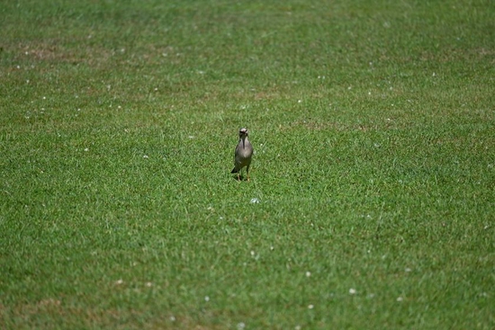 焦距:250mm 光圈:f/6.3 ISO感光度:100 曝光时间:1/640s 曝光补偿:0EV 白平衡:自动