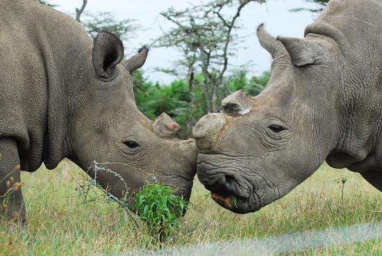 雌性白犀牛Najin（左）和Fatu（右）是一对母女，也是世界仅存的2只雌性北方白犀牛。