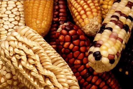 转基因玉米 图片来源：pixabay