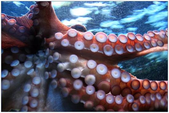章鱼触手上密布的吸盘（来源：pixabay）
