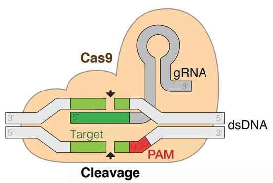 CRISPR/Cas9