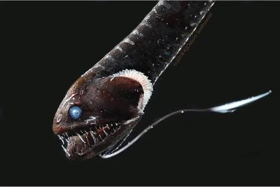 一种“超黑鱼” 穴口奇棘鱼(Idiacanthus antrostomus)| Karen Osborn, Smithsonian
