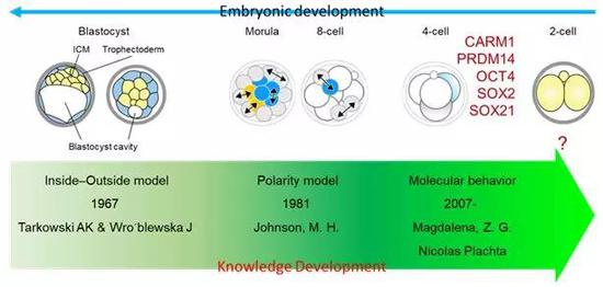  图2 对小鼠胚胎发育第一次细胞命运决定的认知发展