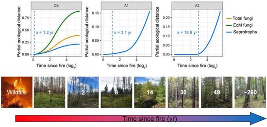 图5 土壤真菌及其功能类群在不同土壤层中的火后演替轨迹（EcM fungi：外生菌根真菌；Saprotrophs：腐生真菌；Time since fire：火后恢复时间）
