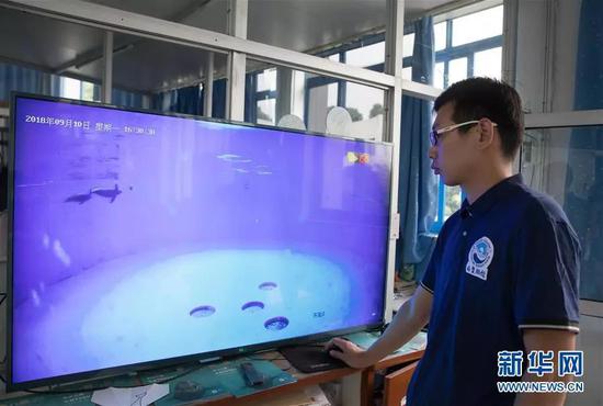 9月10日，在中科院水生生物研究所白鱀豚馆，科研人员在监测小江豚与母亲在一起的活动情况。新华社记者 金立旺 摄