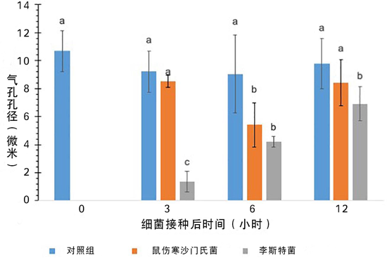 添加不同菌种培育后的生菜气孔大小(翻译 贺紫宸)。图片来源:doi: 10.3389/fmicb.2020.00500