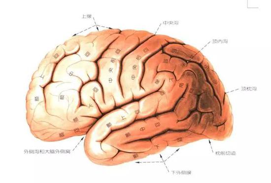左侧大脑回：右侧面观