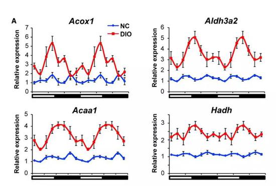 ▲高脂饮食（红色）也能促进脂肪氧化细胞的节律性表达（图片来源：《细胞》）