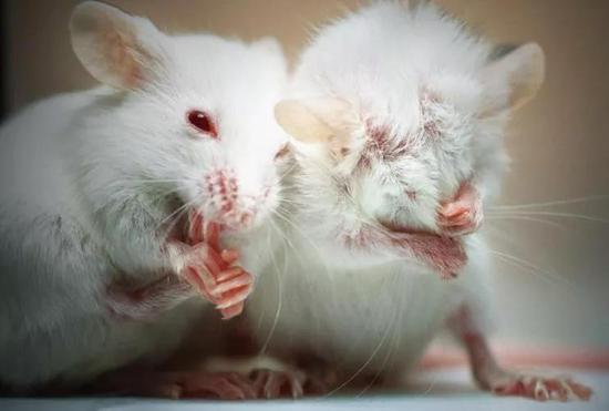 自闭症模型小鼠疯狂理毛，根本停不下来。图片来源：spectrumnews.org
