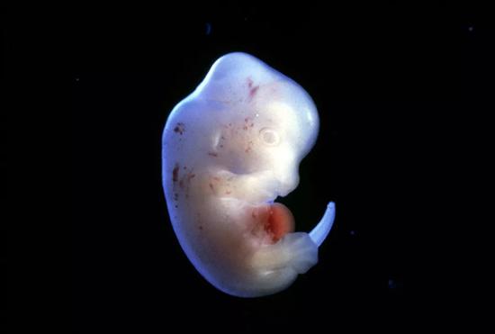 日本科学家计划将人体细胞植入大鼠胚胎。图片来源：Science Pictures ltd/SPL