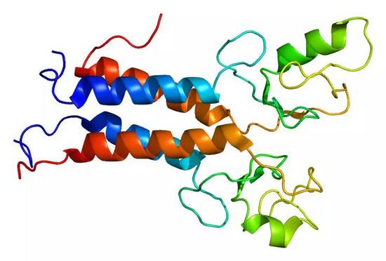 BRCA1蛋白结构