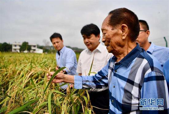 袁隆平（前）在湖南省湘潭河口镇的试验田中查看低镉水稻的长势（2017年9月29日摄）。新华社发（薛宇舸 摄）