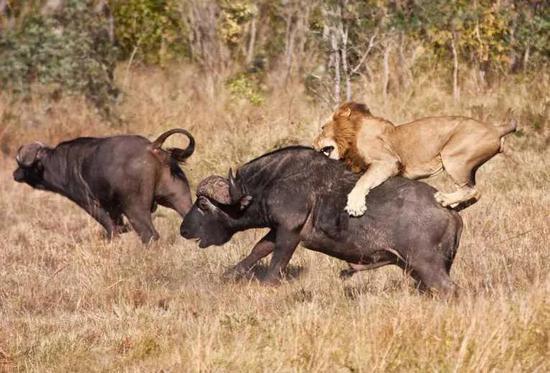 擅长奔跑的狮子Pantheraleo（图片来自网络）