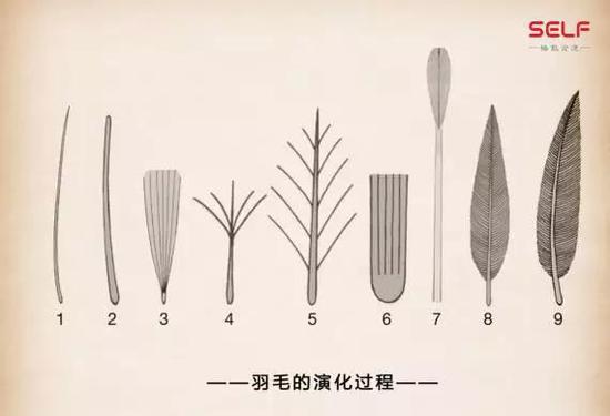 先有鸡还是先有蛋?我敢肯定地告诉你先有蛋