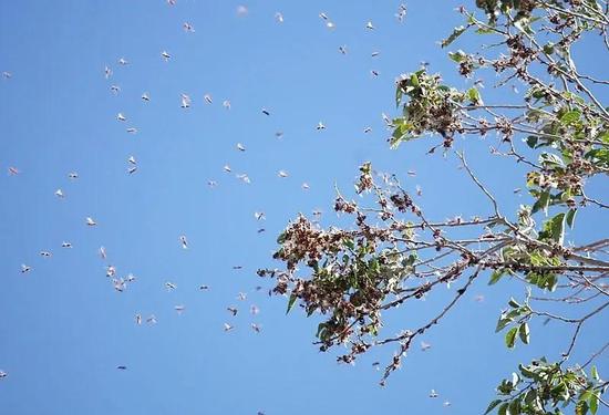 婚飞中的蚂蚁 | www.thepestadvice.com