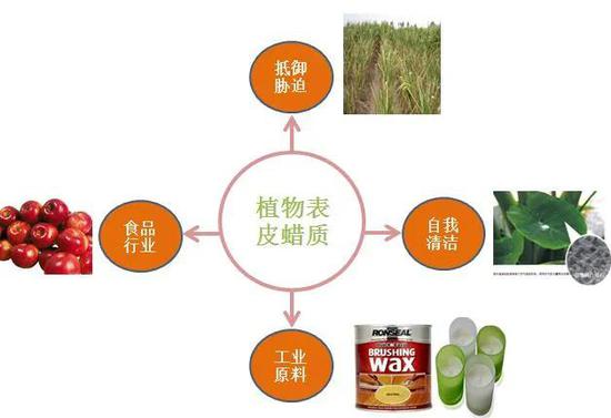 蜡质作用(图片来自网络)
