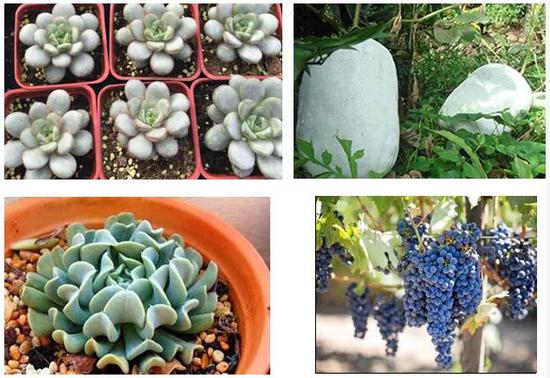 植物表皮蜡质(图片来自网络)