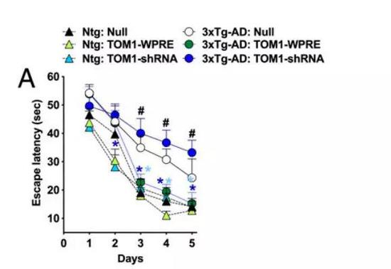 ▲过表达TOM1，能让疾病小鼠的认知能力（绿色圆圈）恢复到和野生型小鼠（黑色三角）接近的水平（图片来源：参考资料[1]）