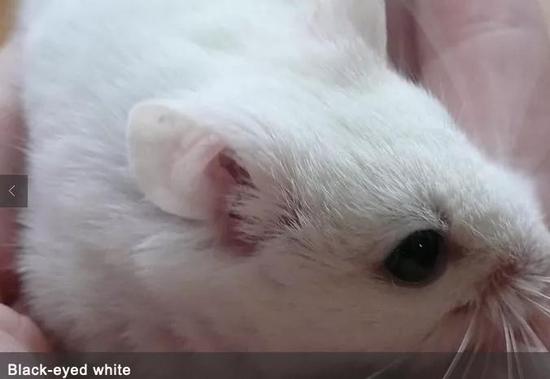 黑眼白(Black-eyed White)中国仓鼠。图片来源:therealhamsterfacts.wixsite.com