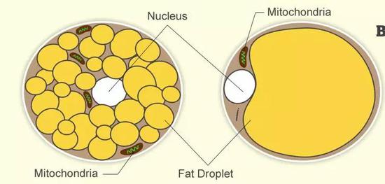 白色脂肪细胞（右）的脂滴比较大，线粒体比较少；棕色脂肪细胞（左）的脂滴比较小，线粒体比较多。