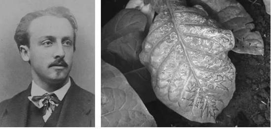 阿道夫·麦尔（Adolf Mayer）、患有花叶病的烟草叶