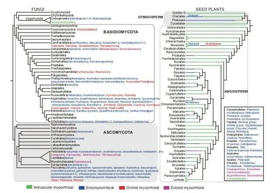 图3 形成菌根的种子植物和真菌类群汇总 (图片引自文献1)