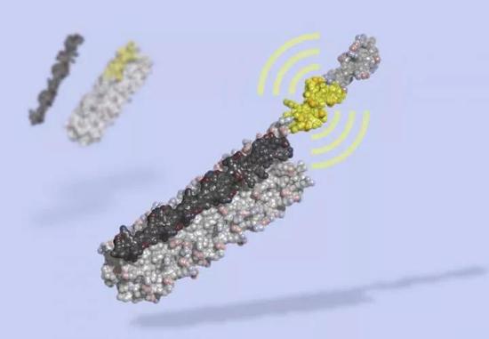 ▲研究人员们制作的LOCKR艺术图，其中黑色部分像一把钥匙，能够打开灰色的笼子，释放出具有生物活性的多肽（图片来源：Ian Haydon， UW Medicine Institute for Protein Design）