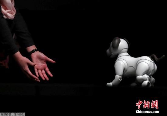 资料图：2017年11月1日，日本东京，索尼公司首席执行官平井一夫在新闻发布会上展示机器狗“Aibo”。