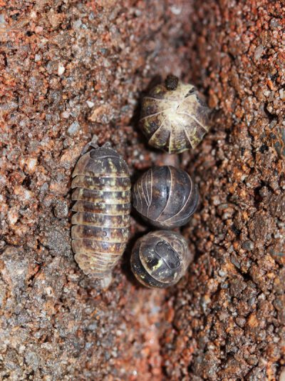 等足目中最常见的潮虫,体长14mm左右 图片来源:https://www.insects.jp/kon-warajiokadango.htm