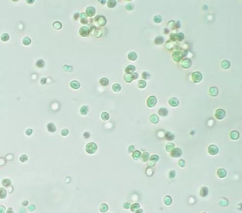 微拟球藻（图片来源：https：//en.wikipedia.org）