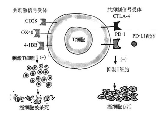 ▲免疫檢驗點共信號機制