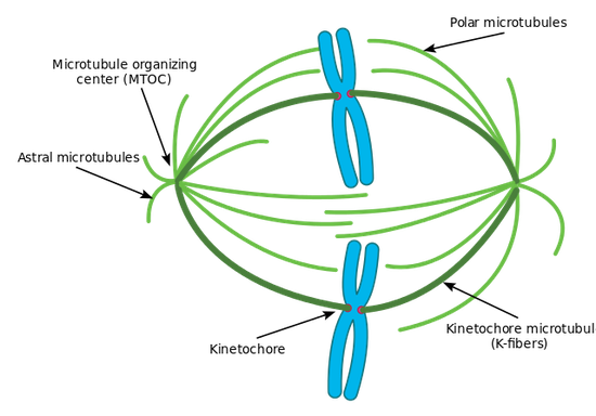 上图绿色部分就是纺锤体了(图源:Wikipedia)