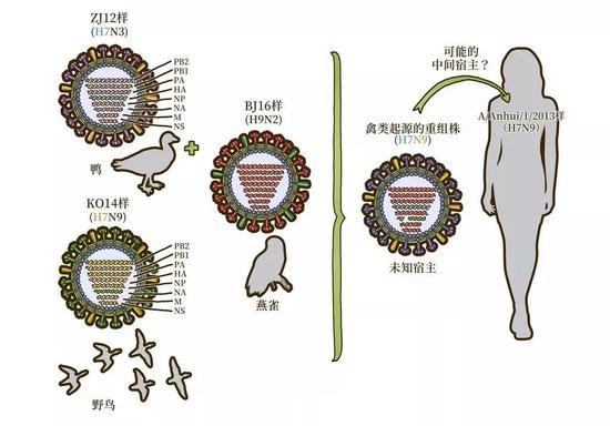 H7N9 流感病毒的流行、演化与跨种传播（图片来源：本书插图）