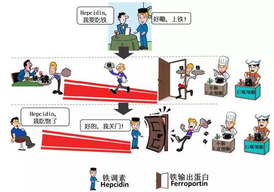 典型的铁负荷疾病:地中海贫血、血色素沉着症