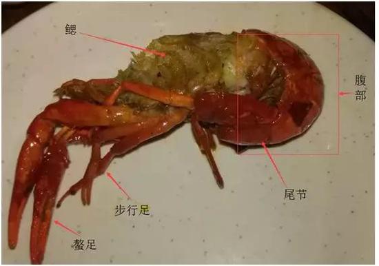 去掉头胸甲的小龙虾(作者拍摄)