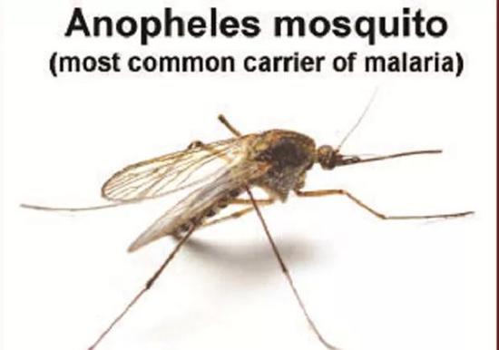 图片来源:http://www.sundaynews.co.zw/all-about-malaria/