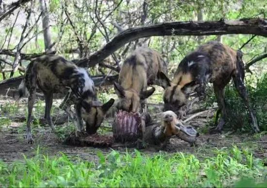 非洲野犬“掏腹”,完全是“掏肛一哥”的有力竞争者啊!