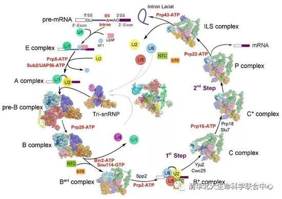图3 施一公研究组解析的酵母剪接体结构汇总 （图片来源: Shi Lab）