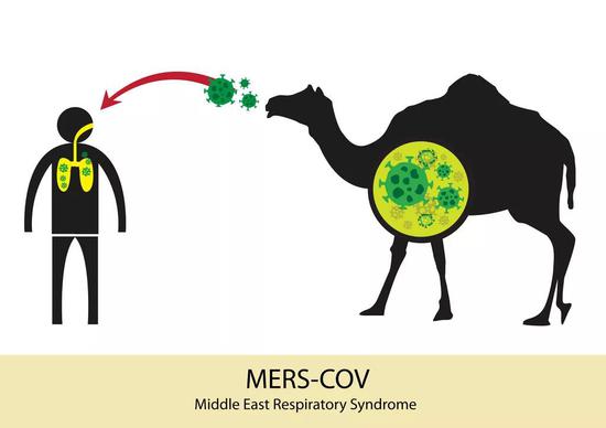 骆驼是MERS的中间宿主 | 图虫